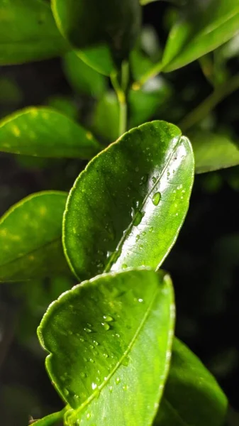 Eine Nahaufnahme Von Grünen Blättern Aus Orange Mit Wassertropfen — Stockfoto