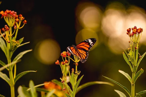 Vanlig Tigerfjäril Mjölkig Blomma — Stockfoto