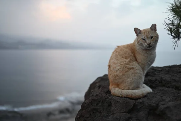 Katze Auf Einem Felsen Mit Schönem Blick Über Das Meer — Stockfoto