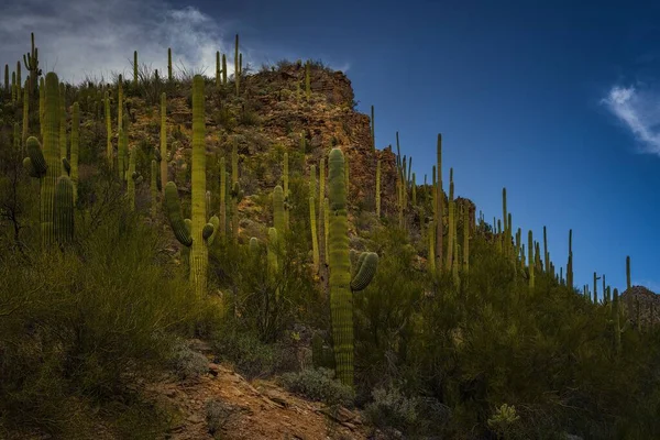 亚利桑那州 一个岩石山坡上的风景 在蓝天的映衬下 有着无数的Saguaro仙人掌 — 图库照片