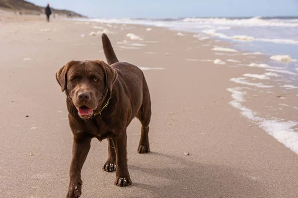 Deniz Kıyısında Oynayan Kahverengi Bir Labrador Köpeği — Stok fotoğraf