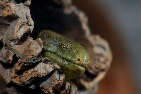 Die Nahaufnahme Eines Prehensile Tail Skink Der Seinen Kopf Aus — Stockfoto