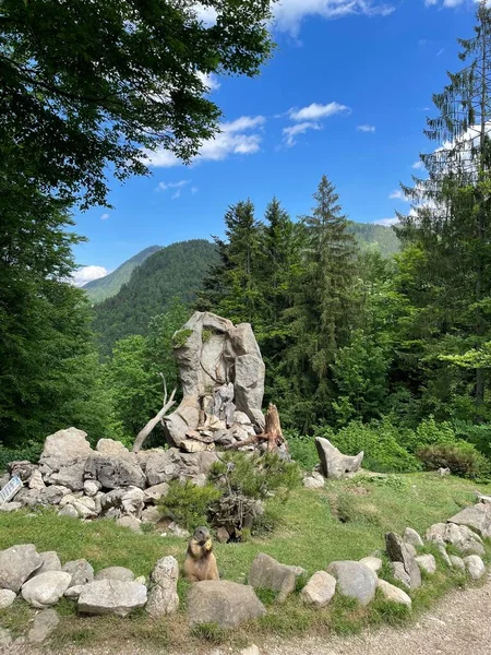 Vertical Shot Fluffy Squirrel Forest Small Rock Structure Background — Stock Photo, Image