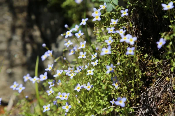 在模糊的背景下 用苔藓环绕着的蓝色花朵的宏观画面 — 图库照片