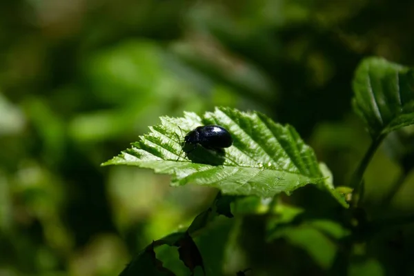 Plan Sélectif Plagiodera Versicolora Sur Une Feuille Verte Luxuriante — Photo