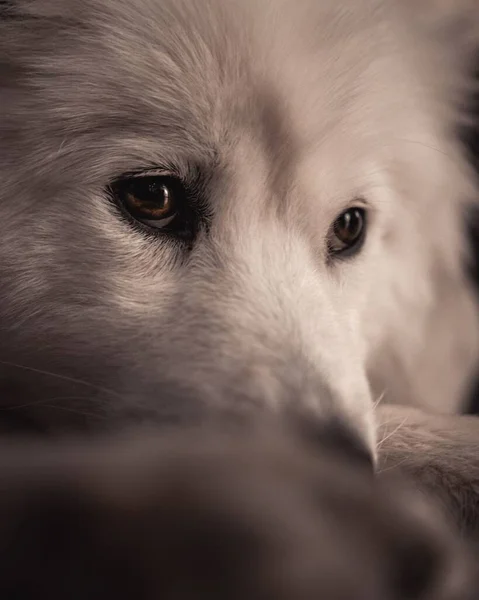 Zbliżenie Ujęcie Słodkiego Samoyed Psa — Zdjęcie stockowe