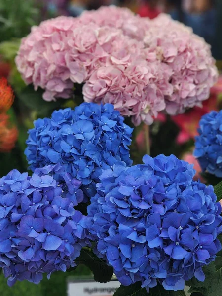 A vertical shot of blue and pink hydrangeas