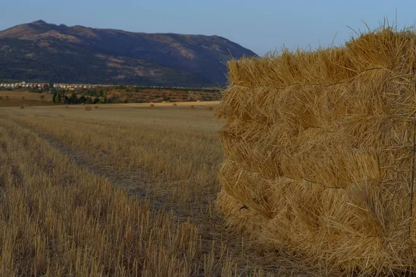 Arka Planda Tarım Manzarası Olan Buğday Kamışından Alpakalar Mavi Gökyüzü — Stok fotoğraf