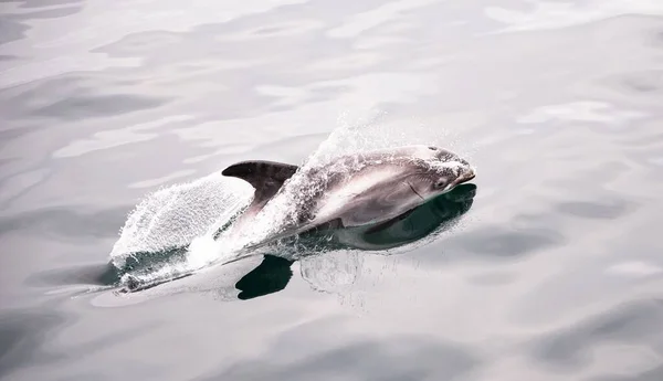 Een Close Van Een Dolfijn Zwemmen Het Maken Van Spatten — Stockfoto