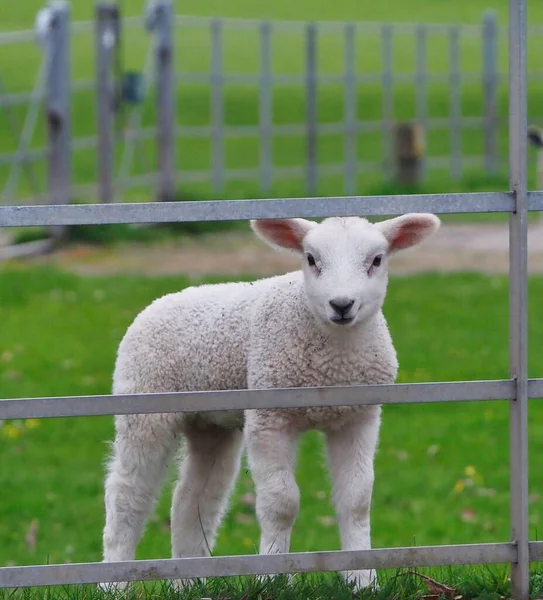 Очаровательная Овца Тексел Смотрит Горизонтальный Металлический Забор — стоковое фото
