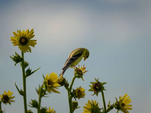 Rod Carduelis Stojící Slunečnicích — Stock fotografie