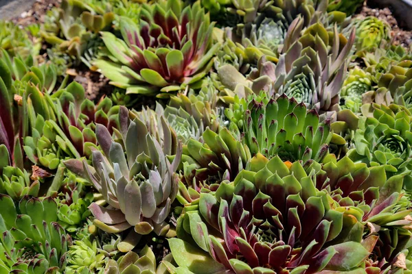 Primo Piano Piante Succulente Una Giornata Sole — Foto Stock