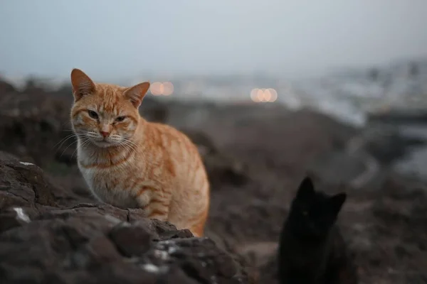 海景优美的岩石上的猫 — 图库照片