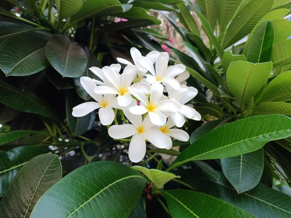 Bella Immagine Del Fiore Bianco Giardino — Foto Stock