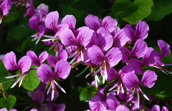 阳光下花园中美丽的紫色天琴座的特写镜头 — 图库照片