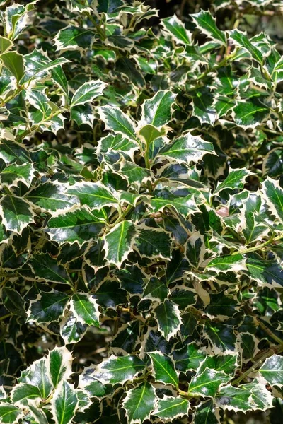 Close Frosted Holly Growing Old Stone Wall — Stock Photo, Image