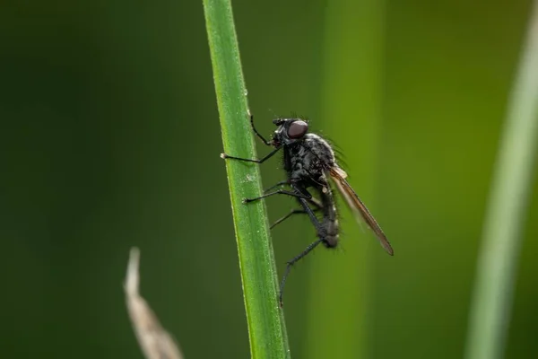 Gros Plan Brachycera Perché Sur Une Plante — Photo