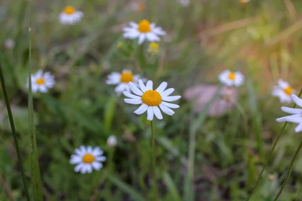 Plenty Little Humble White Flowers Grass — 图库照片