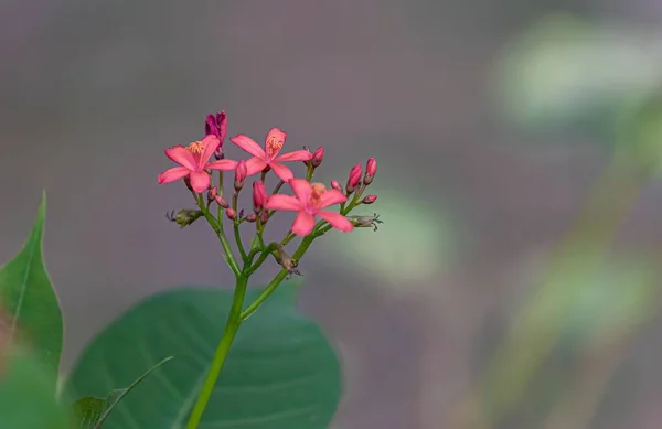 庭に咲くペレグリーナの花のクローズアップ — ストック写真