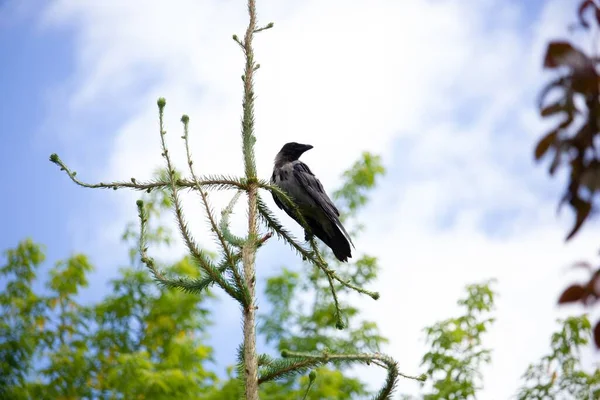 Penutup Dari Raven Duduk Cabang Pohon Dengan Awan Latar Belakang — Stok Foto