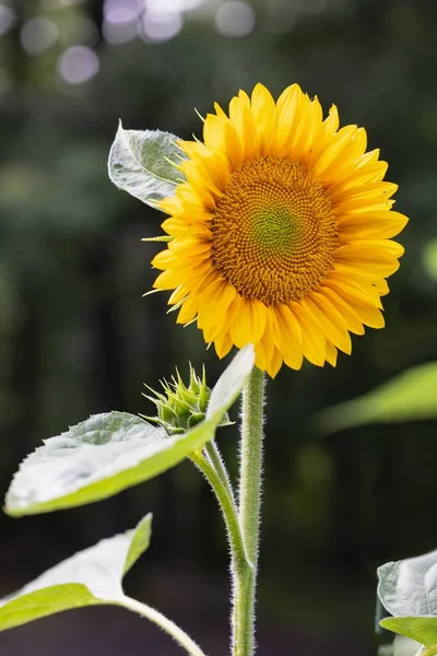 Vertikální Detailní Záběr Krásné Slunečnice — Stock fotografie