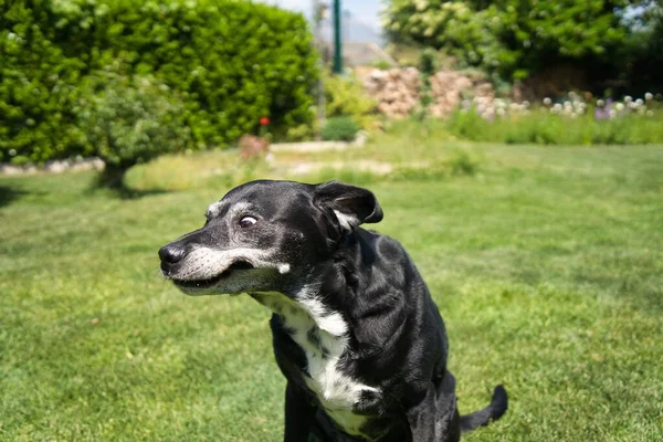 Zbliżenie Szczekającego Staffordshire Bull Terrier Siedzącego Zielonej Trawie — Zdjęcie stockowe