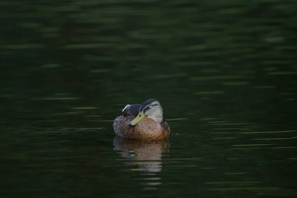 Pato Selvagem Nadando Água — Fotografia de Stock