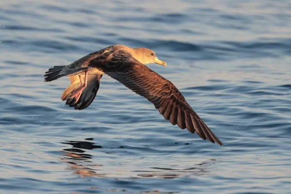 Scopoli Shearwater Calonectris Diomedea Its Feet Still Dangling Just Take — Stock Photo, Image