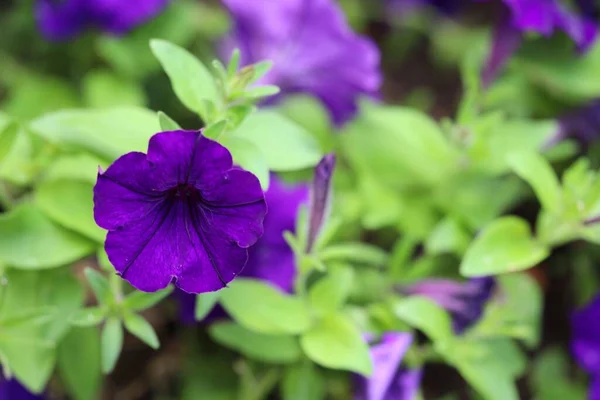 Primer Plano Flor Petunia Púrpura — Foto de Stock