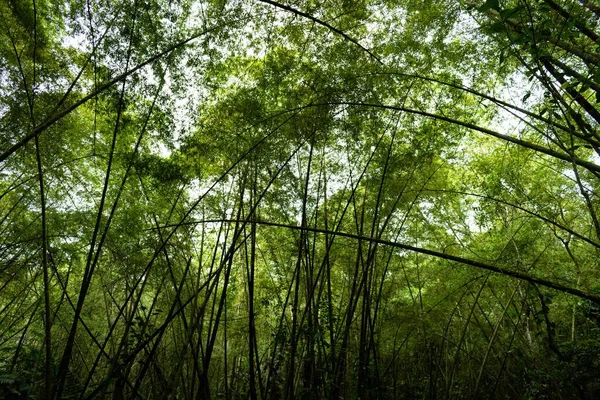 Зеленый Лес Густой Растительностью — стоковое фото