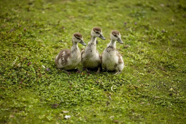 Primer Plano Tres Pequeños Patos Sentados Hierba — Foto de Stock