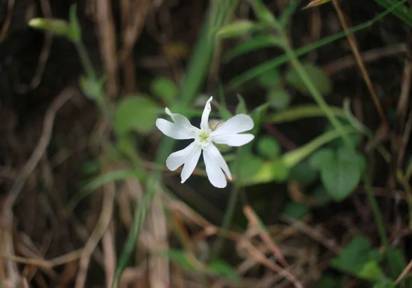 Fragile Wild Flower White Petals — Fotografia de Stock