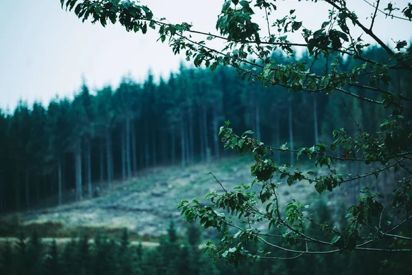 Прекрасний Знімок Гілки Дерева Фоні Лісу — стокове фото