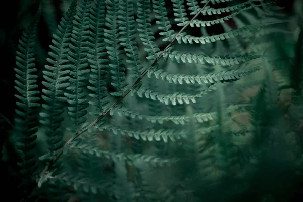 Eğreltiotu Yapraklarına Yakın Çekim Gölgeler Güneş Işığı — Stok fotoğraf