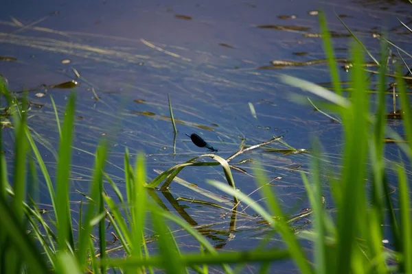 Tiny Banded Demoiselle Grass Pond — Stock Photo, Image