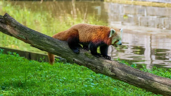 Egy Vörös Panda Közelsége Amint Egy Görbe Fatörzsön Sétál — Stock Fotó