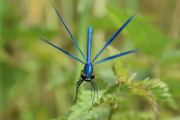 Closeup Shot Male Banded Demoiselle Calopteryx Splendens Spread Its Wings — Stock fotografie