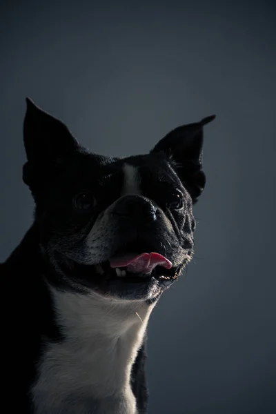 Ritratto Verticale Bulldog Francese Sfondo Grigio — Foto Stock
