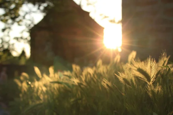 Soleil Brillant Brille Sur Champ Culture Dans Campagne Estivale — Photo