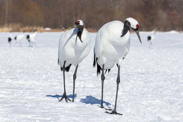 Deux Oiseaux Blancs Avec Long Cou Des Marques Rouges Sur — Photo