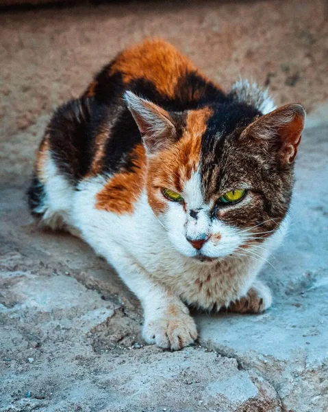 真剣な黄色の目と怒りの表現を持つ美しいオレンジ 黒の通りの猫の閉鎖人間によって虐待された後 — ストック写真