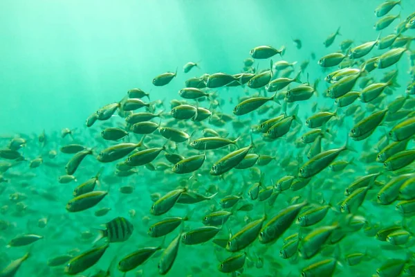 Підводний Вигляд Смугастої Риби Плаває Тлі Рибного Шолома — стокове фото