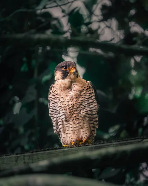 木製の柵の上に立つ舎人鷹の垂直方向の眺め — ストック写真