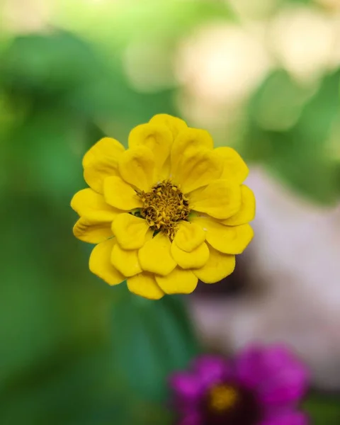 Primo Piano Una Bellissima Zinnia Gialla Che Cresce Giardino Uno — Foto Stock