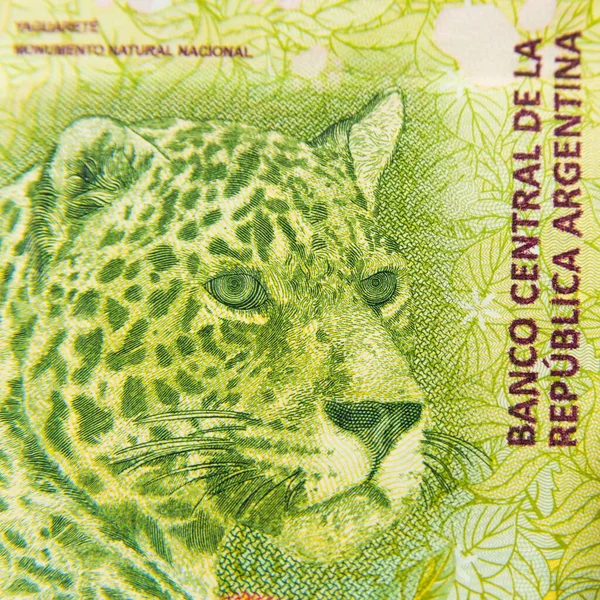 Zielony Jaguar Pięciuset Argentyńskich Banknotach Peso — Zdjęcie stockowe