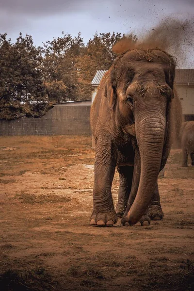 Hayvanat Bahçesindeki Sevimli Bir Filin Dikey Çekimi — Stok fotoğraf