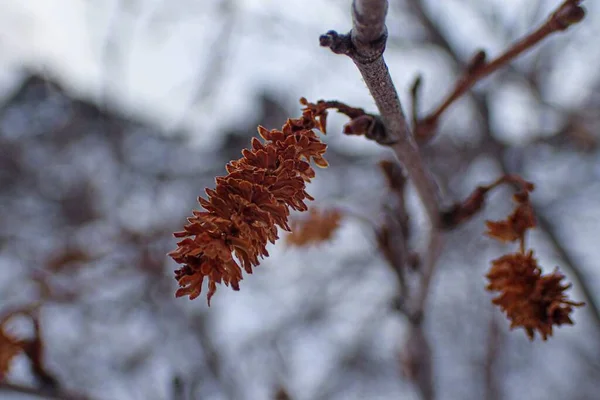 Tiro Close Pequenos Cones Crescendo Árvore Dia Nevado — Fotografia de Stock