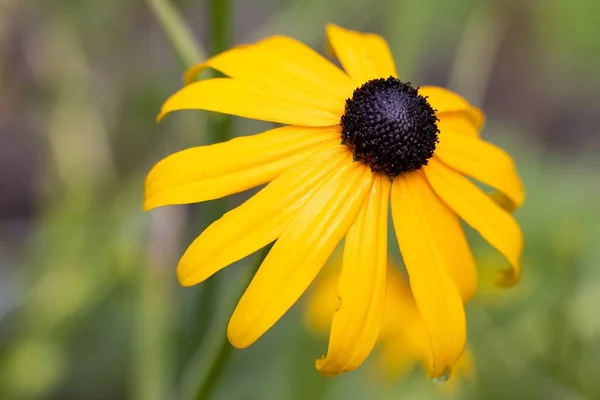 Egy Közeli Felvétel Rudbeckia Hirtáról Közismert Nevén Fekete Szemű Susanről — Stock Fotó