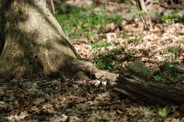 Close Bebê Bonito Esquilos Correndo Por Uma Árvore Floresta — Fotografia de Stock