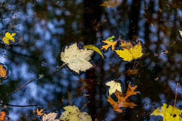 秋の日には木々や青空を背景に黄色の葉が水面に浮かび上がる — ストック写真